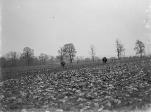 Plants Prints: Farmers walk by hand planting each lettuce carefully in its row. 1935