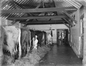 Straw Prints: Farmers work in the cowshed. Milking the cows in the milking parlour