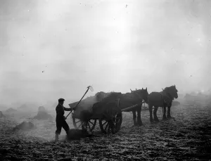 Memory Lane Prints: Farming - dung spreading in February 1939