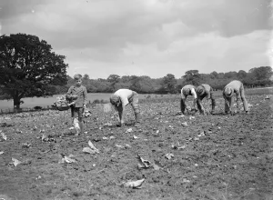 Plant Prints: Farmworkers planting cabbages. 1935