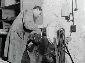 Feather plucking machine for poultry in action. 1935