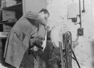 Bird Prints: Feather plucking machine for poultry in action. 1935
