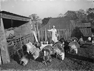 Flat Cap Collection: Feeding turkeys on a farm in Frant. 1937