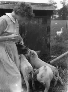 Bottle Prints: Feedling piglets