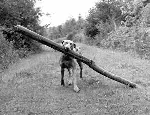 Balance Collection: Fetch! Weimaraner carrying long log through woods