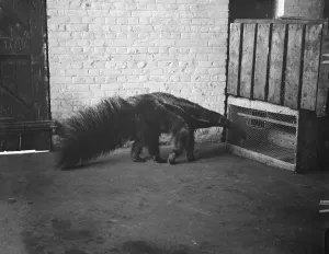 Animals Prints: He fights the tiger An ant eater which has just reached London from Brazil. This