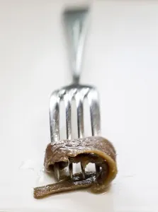Fillets of anchovies in oil in preserving jar, with single fillet on a fork credit