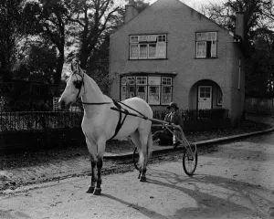 A fine sportswoman. Mrs G Duller who trains thoroughbred horses and alsatian wolfhounds