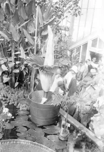 First bloom for 37 years at Kew Gardens. A giant arum lily is now to be seen in