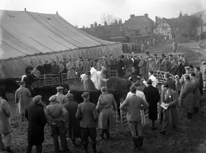 Fifties Prints: First Christmas Fat Stock Show since the War at Edenbridge. Mr. S. Warnett (