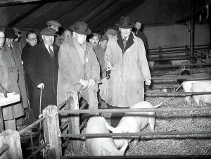 First Christmas Fat Stock Show since the war at Edenbridge. D. Fawkes and R. A. Ashby judging piglets. 24th November 1952