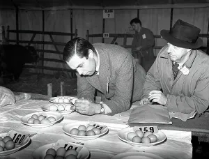 Eggs Prints: First Christmas Fat Stock Show since the war at Edenbridge