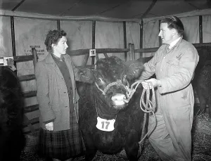 Bull Prints: First Christmas Fat Stock Show since the war at Edenbridge