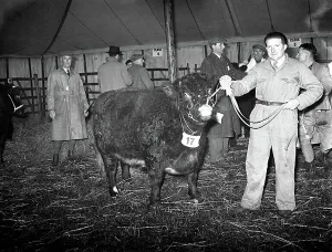 Bull Prints: First Christmas Fat Stock Show since the war at Edenbridge