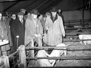 Farmers Collection: First Christmas Fat Stock Show since the war at Edenbridge. D. Fawkes and R