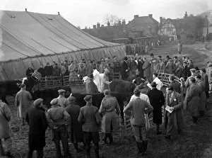 Agriculture Collection: First Christmas Fat Stock Show since the War at Edenbridge. Mr. S. Warnett (