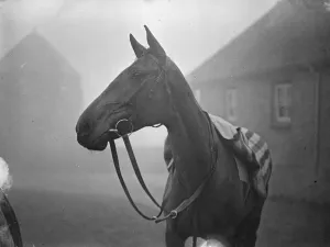 First pictures of Heartbreak Hill in training at Lewes - the favoured Irish candidate