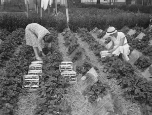 First strawberries from Hampshire beds. Women because in some address carrying home