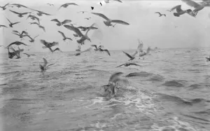 Fishing Prints: A flock of gulls chase for scraps from the herring boats from Scarborough fishing