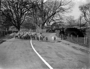 Nostalgia Old England Prints: Flock of sheep in a country road in Kent