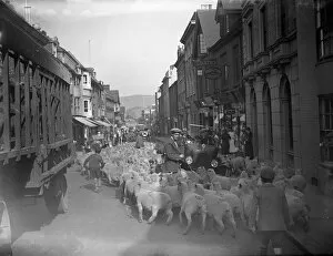 Houses Collection: A flock of sheep being driven down Lewes High Street, Sussex, during the sheep fair