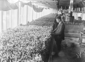 Green House Prints: The flower harvest in the Scillies. At Tresco the flower developing house where daffodils
