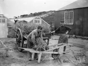 Wheel Barrow Prints: The flower harvest in the Scillies. At Tresco narcissi plants being carted
