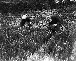 Harvest Collection: Flower picking at St Mary s, Scilly Isles. 5 March 1920