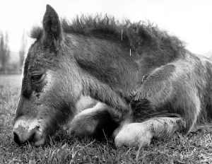 Resting Prints: Foal