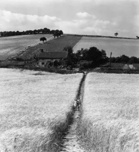 Crop Prints: Footpath through cornfield at Tumberton Bottom in Kent - September 1952