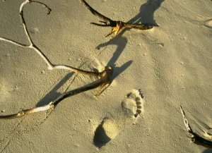 Footprint in the sand on a desert island, such as was seen by Robinson Crusoe