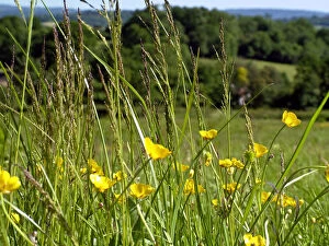 Grass Collection: Foreground of buttercups and grasses with country landscape in background