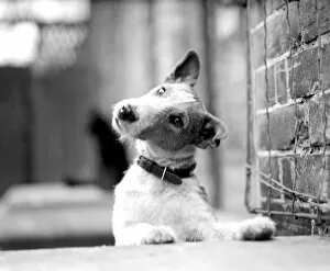 A Dogs Life Collection: Fox terrier, Jock, looks wistful. 1945