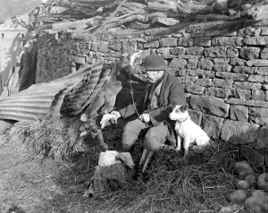 Hunting Prints: Foxes as ratters