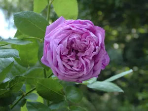 Fragrant rose at the Asclepieion, Kos Greece credit: Marie-Louise Avery / thePictureKitchen