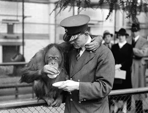 Francis, a six-year-old male orangutan, has come from Munich Zoo as a new partner