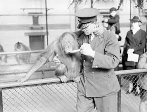 Animal Antic Prints: Francis, a six-year-old male orangutan, has come from Munich Zoo as a new partner