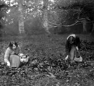 The fraternity weavers at South Holmwood. Collecting walnuts. A deep brown dye is