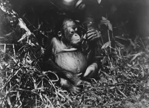 Frederick Burlingham expedition into Central Borneo. Photograph of a young orangutan