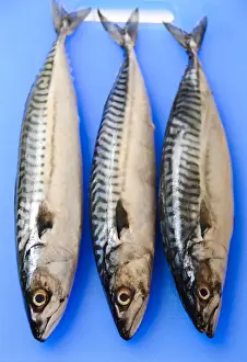 Three fresh whole mackerel on blue fish chopping board credit: Marie-Louise Avery