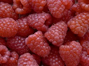 Berries Collection: Fresh raspberies in closeup credit: Marie-Louise Avery / thePictureKitchen / TopFoto