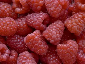 Close Up Prints: Fresh raspberies in closeup credit: Marie-Louise Avery / thePictureKitchen / TopFoto