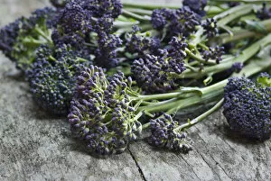 Fresh Collection: Fresh, raw, purple sprouting broccolli credit: Marie-Louise Avery / thePictureKitchen