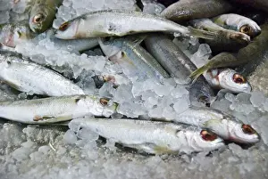 Shopping Prints: Fresh sardines on the fish couner of the covered market in Limassol, Cyprus credit