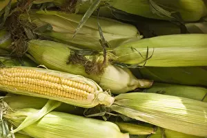 Yellow Prints: Fresh, whole sweetcorn in their husks credit: Marie-Louise Avery / thePictureKitchen