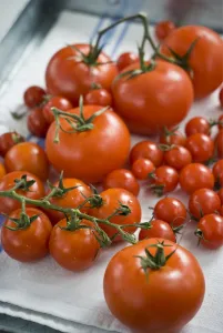 Natural Prints: Fresh tomatoes on the vine on laundered tea towel credit: Marie-Louise Avery /