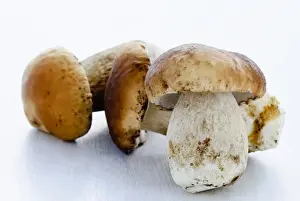 Mushroom Prints: Fresh young porcini (Penny Bun) mushrooms on white background credit: Marie-Louise