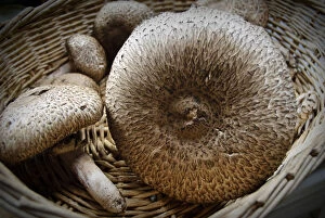 Foods Collection: Freshly collected Agaricus augustus, also known as the Prince, a mushroom of the