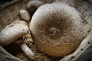 Free Prints: Freshly collected Agaricus augustus, also known as the Prince, a mushroom of