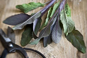 Foods Collection: Freshly cut sprig of purple sage leaves on old wooden surface, with Japanese scissors